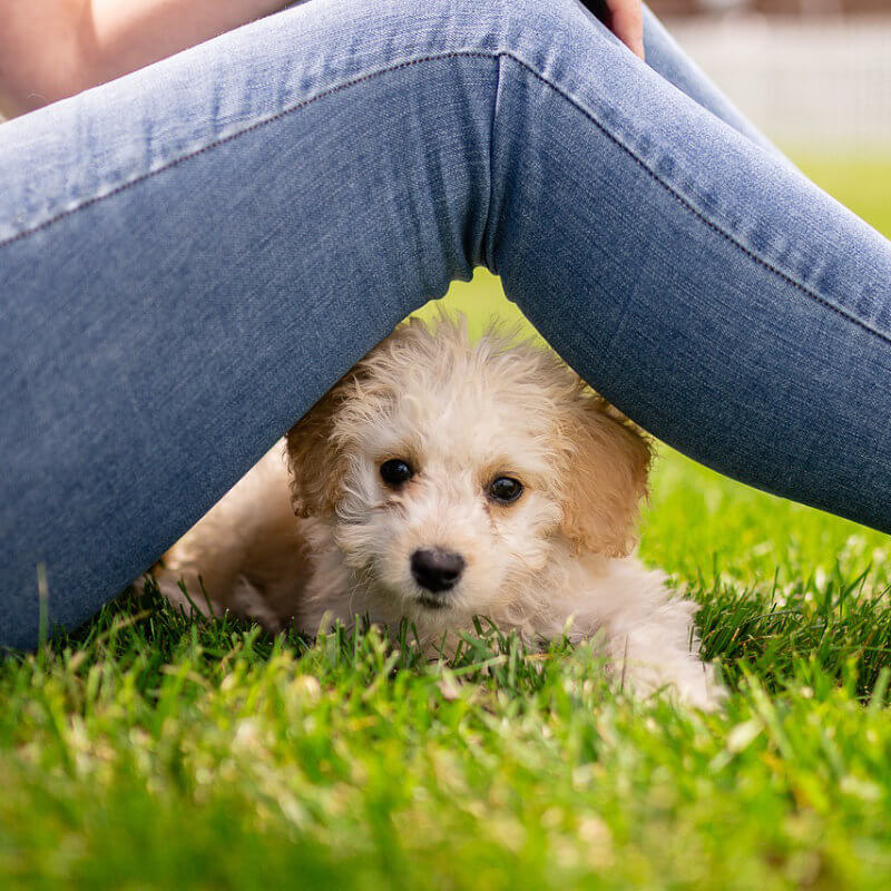Welpe auf Hundewiese beim Training