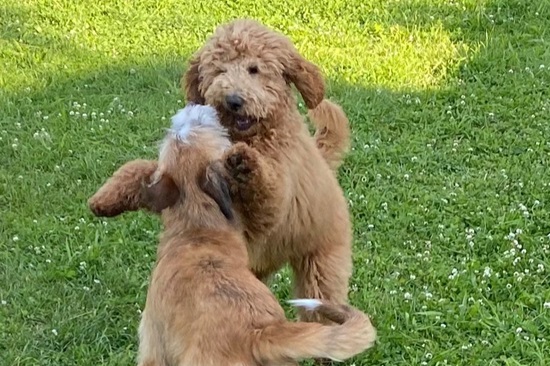 Welpe bei Training in Hundeschule