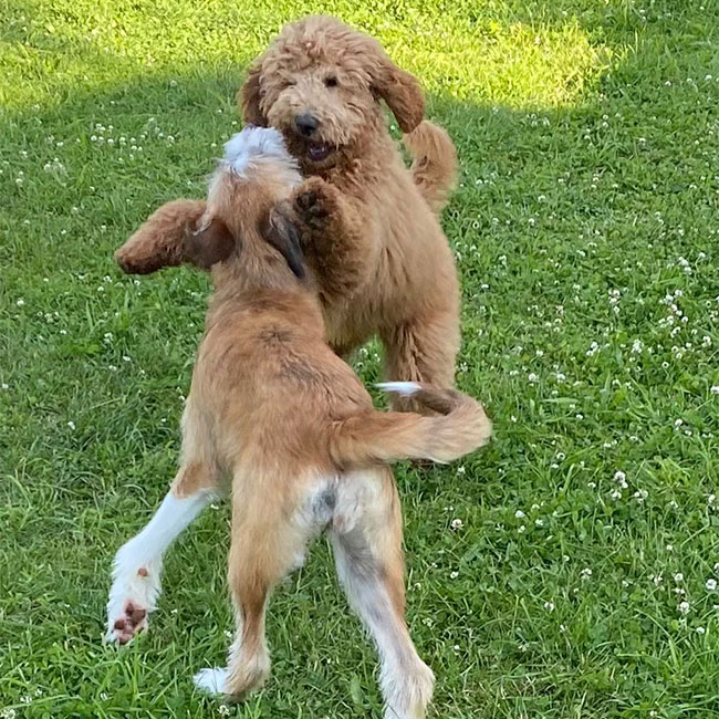 Welpe bei Training in Hundeschule